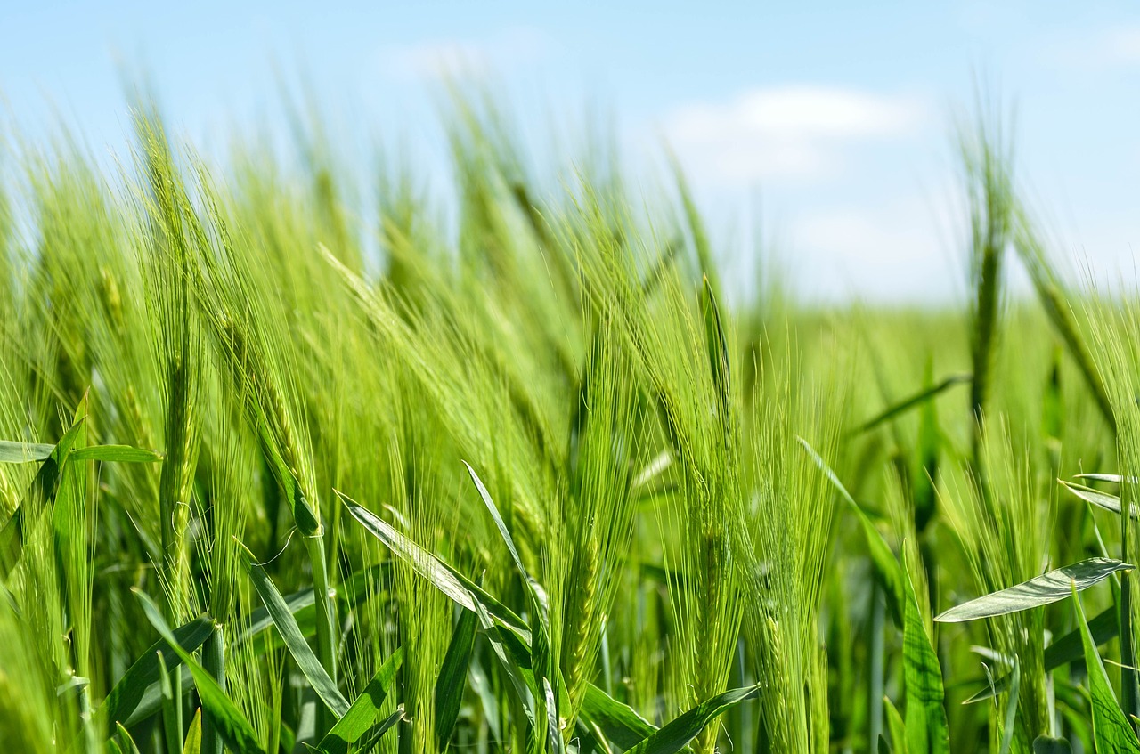 barley-872000_1280